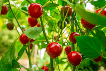 Red bell pepper round mini.Red peppercorns on a green bush in a summer garden.Farm fresh bio vegetables growing. Vegetable growing in the summer season.Bottom view. 