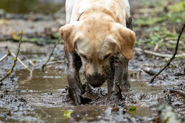 Fototapeta premium dog in the water