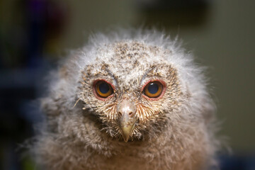 The Javanese owl, also known as the Sunda scops owl or Celepuk in Indonesian, is a species of owl that is native to Indonesia, particularly the islands of Java and Bali. Its scientific name is Otus.