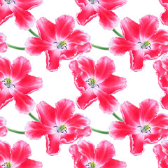 Watercolor illustration of seamless pattern with pink parrot tulip flowers isolated on white background.