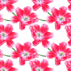 Watercolor illustration of seamless pattern with pink parrot tulip flowers isolated on white background.