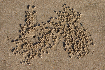 Fototapeta na wymiar Sand balls on the beach created by Sand Bubbler Crabs (Scopimera inflata) as they feed - Wooli, NSW, Australia