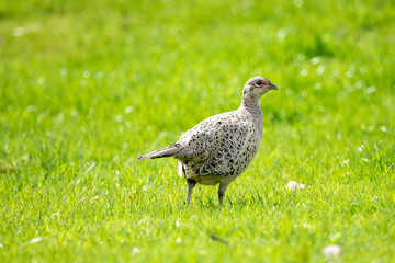 bird on the grass