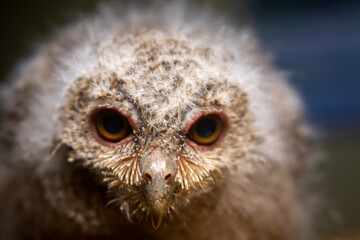 The Javanese owl, also known as the Sunda scops owl or Celepuk in Indonesian, is a species of owl that is native to Indonesia, particularly the islands of Java and Bali. Its scientific name is Otus.