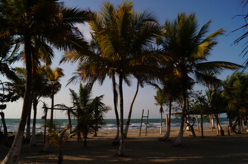 Obraz na płótnie Canvas Paisaje de palmeras en mar caribe, playa cielo azul.