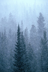 Fototapeta na wymiar Snow Falling, Tall Trees