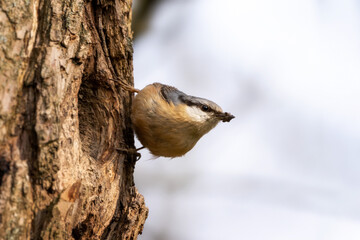 Kleiber beim Nestbau sitzt an einem Astloch auf einem Baum