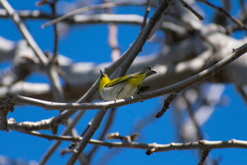 A female Townsend's Warbler perched on tangled branches in the Springtime - Southern California - nature backgrounds