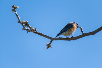 A Western Bluebird perched on a branch, eating a flower bud in the Spring of California - with space for copy