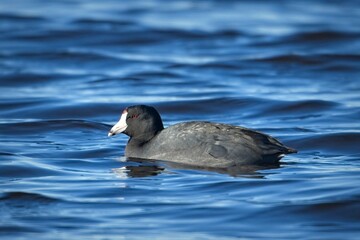 American Coot swimming in the water.