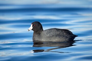 American Coot in calm water.
