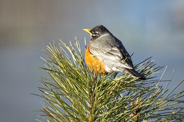 Small robin perched on a pine tree branch.