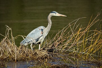 Heron stands still waiting for fish.