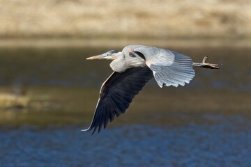 Great blue heron flying above the water.