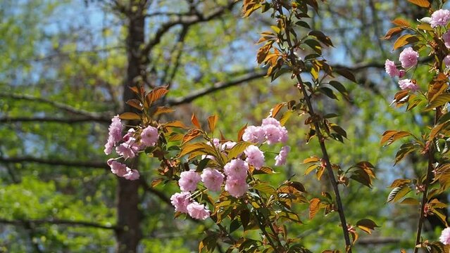kwanzan cherry blossoms in springtime
