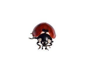 Front view of closeup macro red ladybug isolated cutout on transparent © Julia
