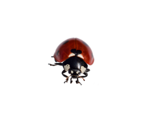 Front view of closeup macro red ladybug isolated cutout on transparent