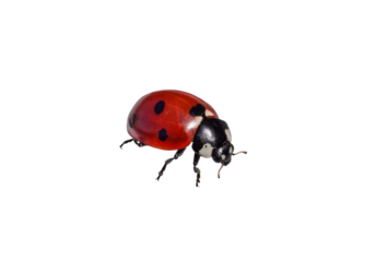 Closeup macro front side view red ladybug isolated cutout on transparent