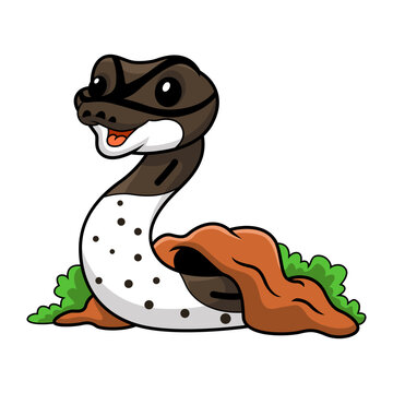Cute oreo pied ball python cartoon out from hole