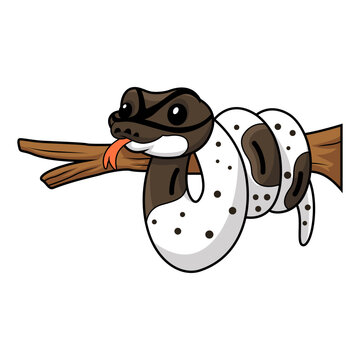 Cute oreo pied ball python cartoon on tree branch