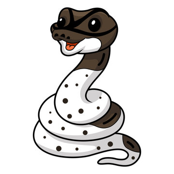 Cute oreo pied ball python cartoon
