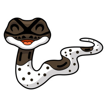 Cute oreo pied ball python cartoon