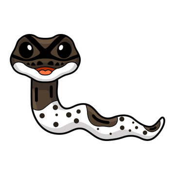 Cute oreo pied ball python cartoon