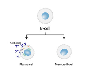 B-cell leukocytes. Plasma cell and memory B cell. b cell differentiation, antigen stimulation of surface receptor, plasma cell producing monoclonal antibodies. Vector illustration.