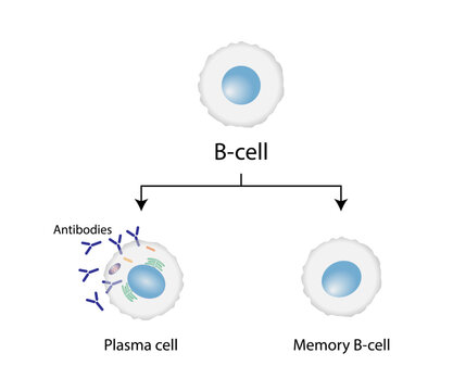 B-cell Leukocytes. Plasma Cell And Memory B Cell. B Cell Differentiation, Antigen Stimulation Of Surface Receptor, Plasma Cell Producing Monoclonal Antibodies. Vector Illustration.