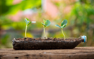 Young green plants seedlings growing in plastic bottle on blurred green background. Ecology and Environmental. Earth day concept.