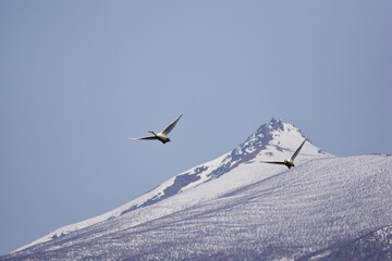 Fototapeta na wymiar 駒ケ岳山麓を飛ぶ白鳥