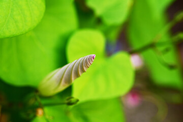 アサガオの蕾のアップ