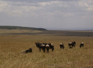 Naklejka na ściany i meble Landschaft, Horizont und Gnus in Kenia
