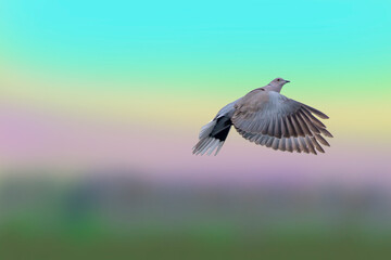  Eurasian collared dove
 ( Streptopelia decaocto ) isolated against multicolor sky background. Bird in flight.