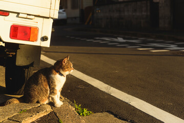 猫と道路