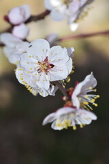 Cherry blossom in spring, Tokyo, Japan