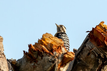 Fulvous-breasted woodpecker or Dendrocopos macei observed in Rongtong in West Bengal, India