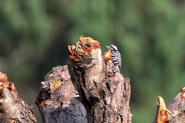 Fulvous-breasted woodpecker or Dendrocopos macei observed in Rongtong in West Bengal, India