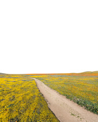 California wildflower spring super bloom hiking trail near Lancaster with cut out sky.