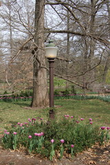 flowers in a garden