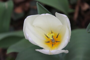 white tulip flower