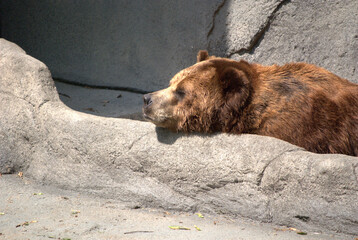 June 5, 2008. Brookfield, Illinois, USA.  A bear in the Chicago Zoological Society zoo, commonly known as the Brookfield Zoo.