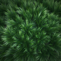 Naklejka na ściany i meble Grass From Overhead Texture