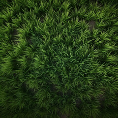 Naklejka na ściany i meble Grass From Overhead Texture