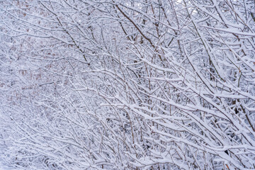 Branches in the snow close-up. Winter background