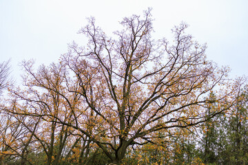 Abstract autumn seasonal background for weather forecast with selective focus and copy space