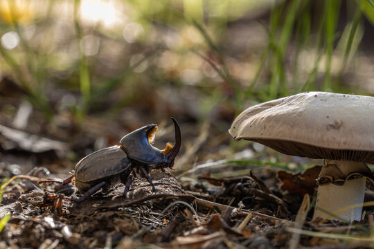 Bull beetle (Diloboderus abderus) characteristic of Argentina walking towards a mushroom.