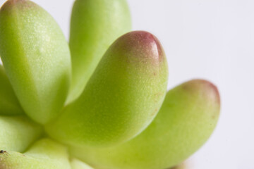 green succulent on a white background