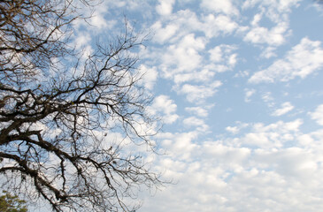 Fototapeta na wymiar sky and tree in winter