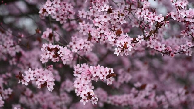 A tree bloomed with pink flowers background in spring